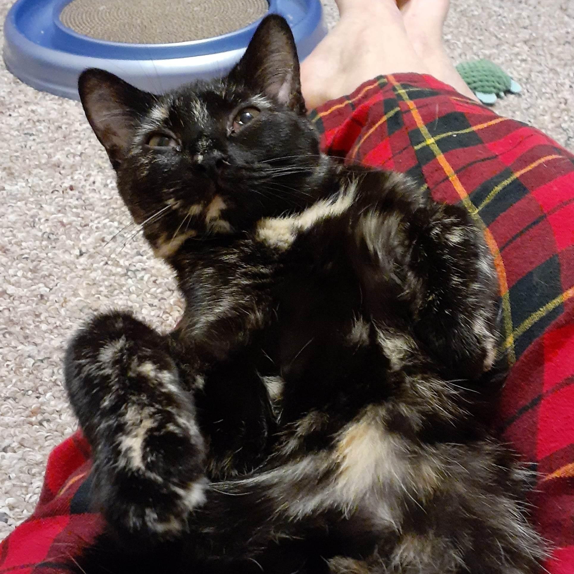 Enlarge Clara, an adoptable mixed breed in Vine Grove, KY image 2/6