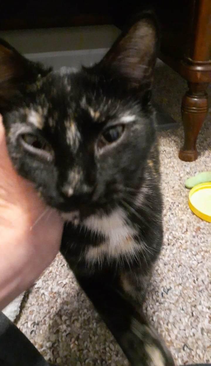 Enlarge Clara, an adoptable mixed breed in Vine Grove, KY image 3/6