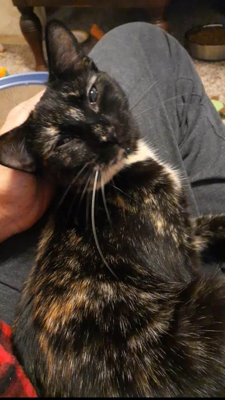 Enlarge Clara, an adoptable mixed breed in Vine Grove, KY image 4/6