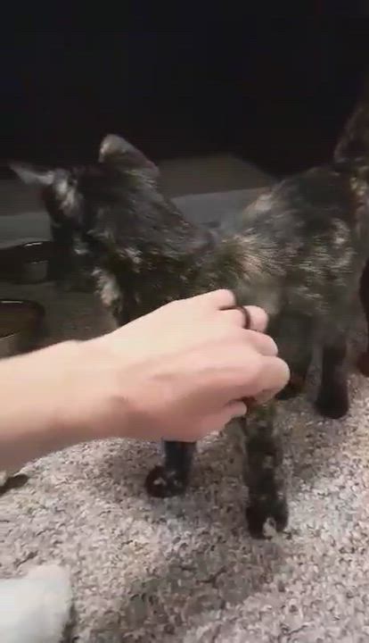 Enlarge Clara, an adoptable mixed breed in Vine Grove, KY video 5/6