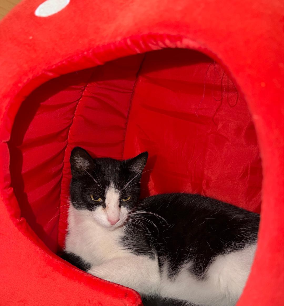 Stormie, a ADOPTABLE Tuxedo in Westminster, CA image 3/4