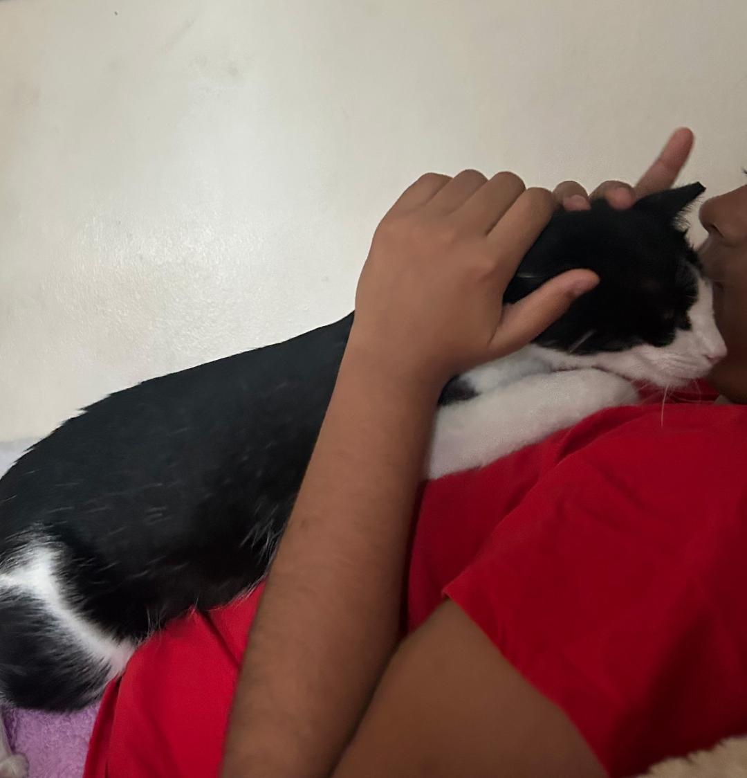 Stormie, a ADOPTABLE Tuxedo in Westminster, CA image 2/4