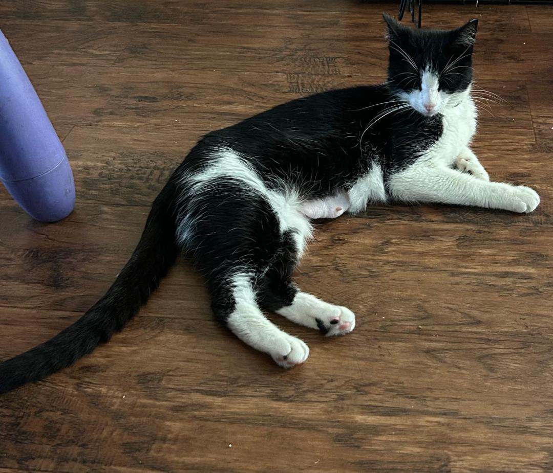 Stormie, ADOPTABLE, Kitten Female Tuxedo.