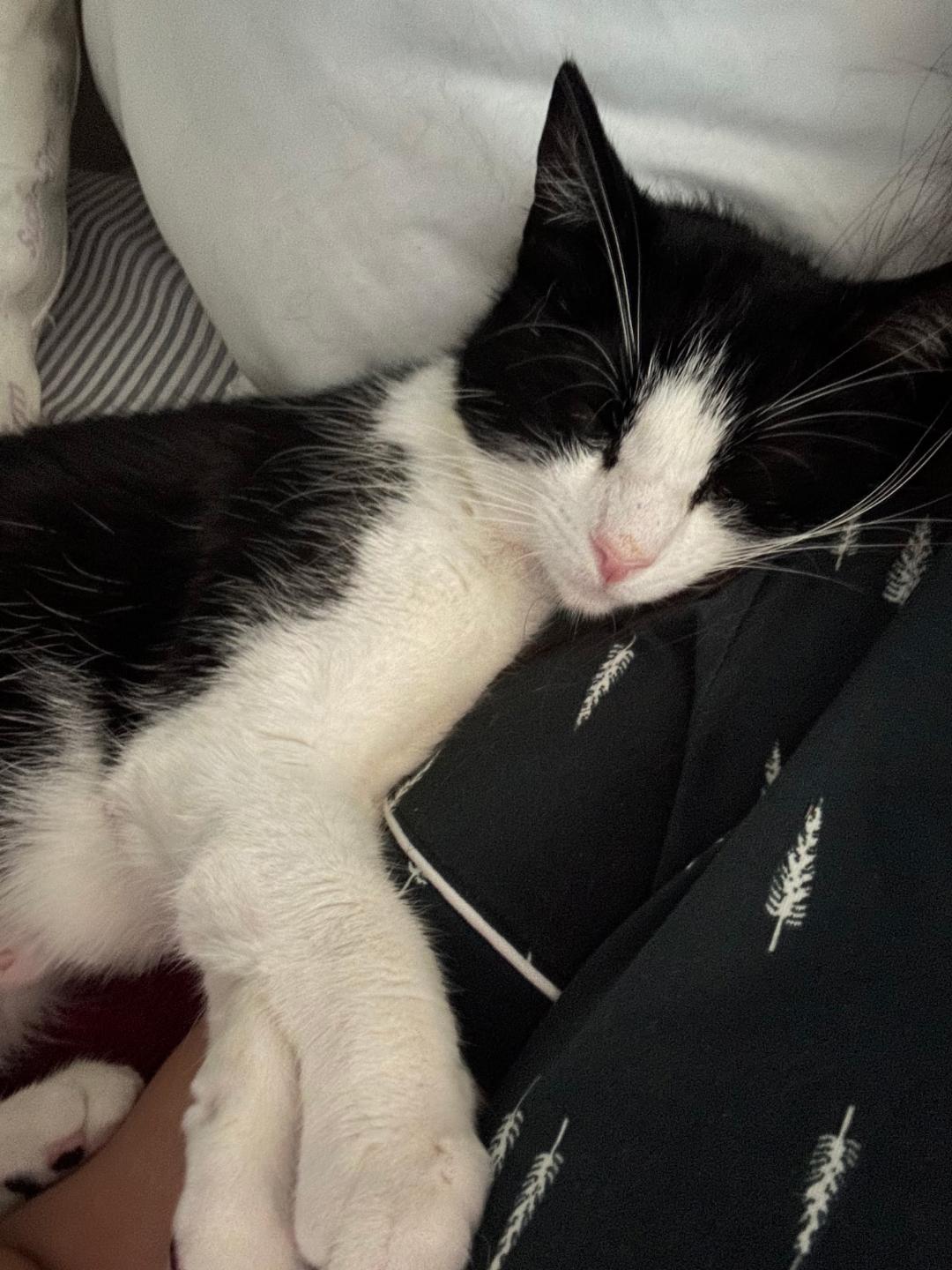 Stormie, a ADOPTABLE Tuxedo in Westminster, CA image 4/4