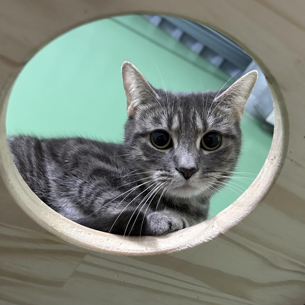 Enlarge Hairball, a Adoptable Domestic Short Hair in Pittsburgh, PA image 2/6