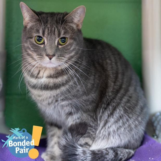 Enlarge Hairball, a Adoptable Domestic Short Hair in Pittsburgh, PA image 5/6