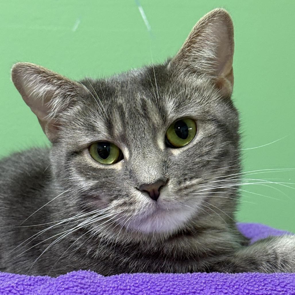 Enlarge Hairball, a Adoptable Domestic Short Hair in Pittsburgh, PA image 5/6