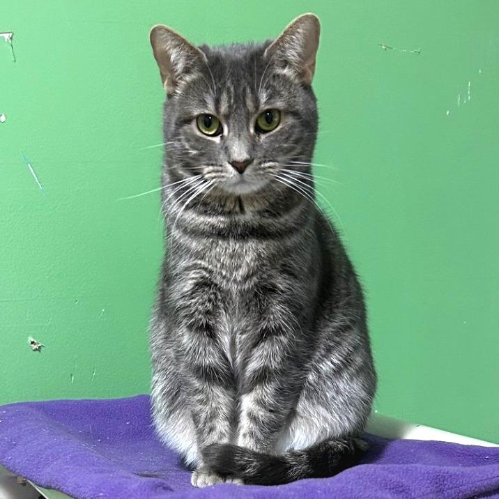 Enlarge Hairball, a Adoptable Domestic Short Hair in Pittsburgh, PA image 6/6