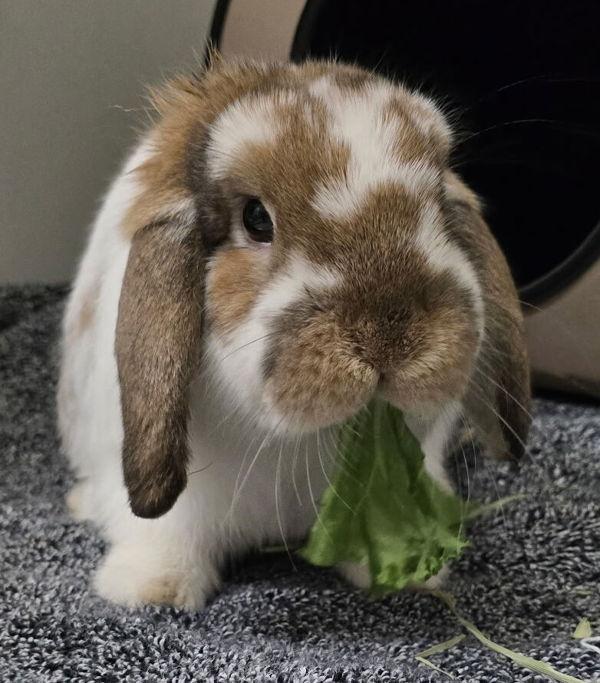 Lance, Adoptable, Young Male Holland Lop.