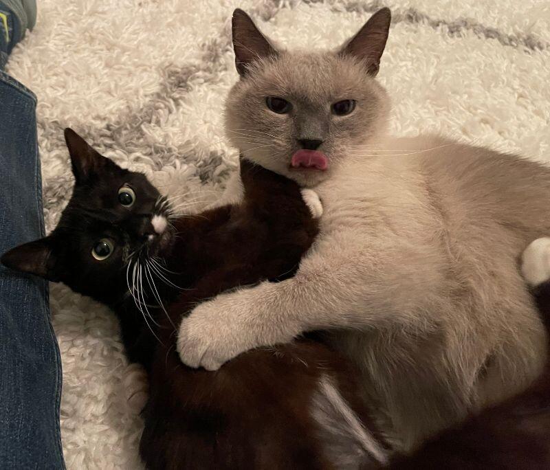 Trixie, Adoptable, Young Female Domestic Short Hair.