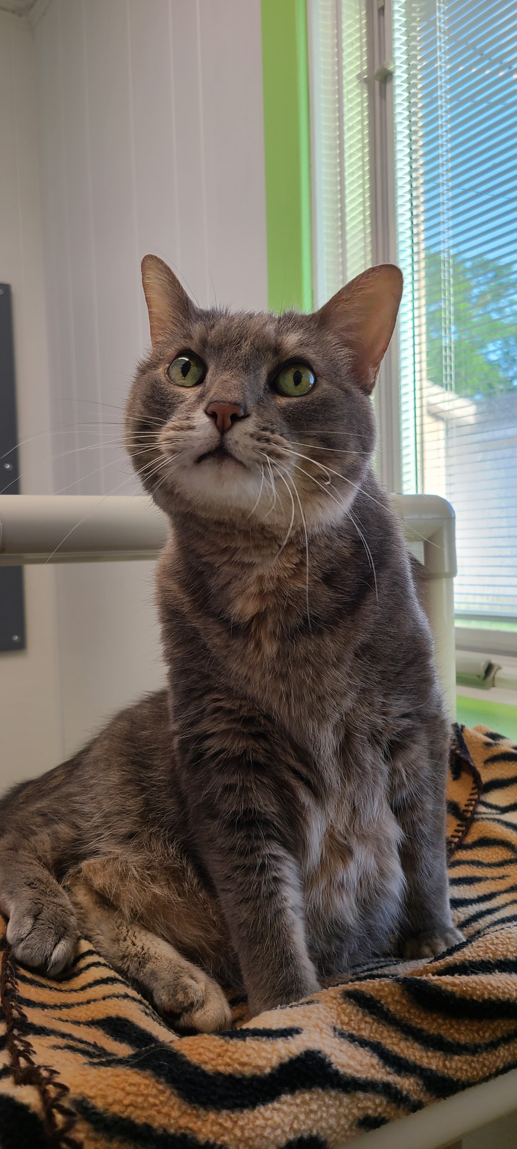 Enlarge Bluebeary, a Adoptable Domestic Short Hair in Topeka, KS image 1/2