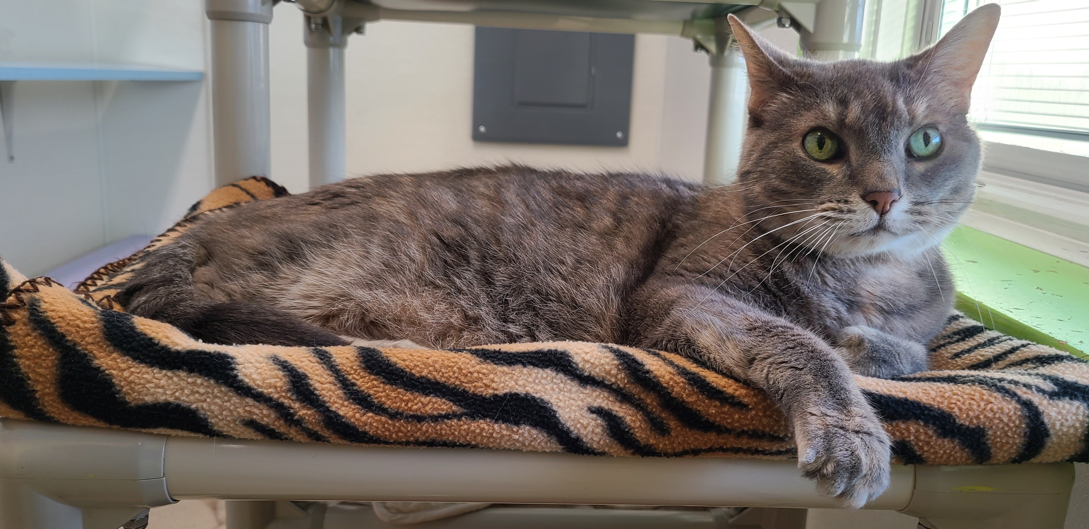 Enlarge Bluebeary, a Adoptable Domestic Short Hair in Topeka, KS image 2/2