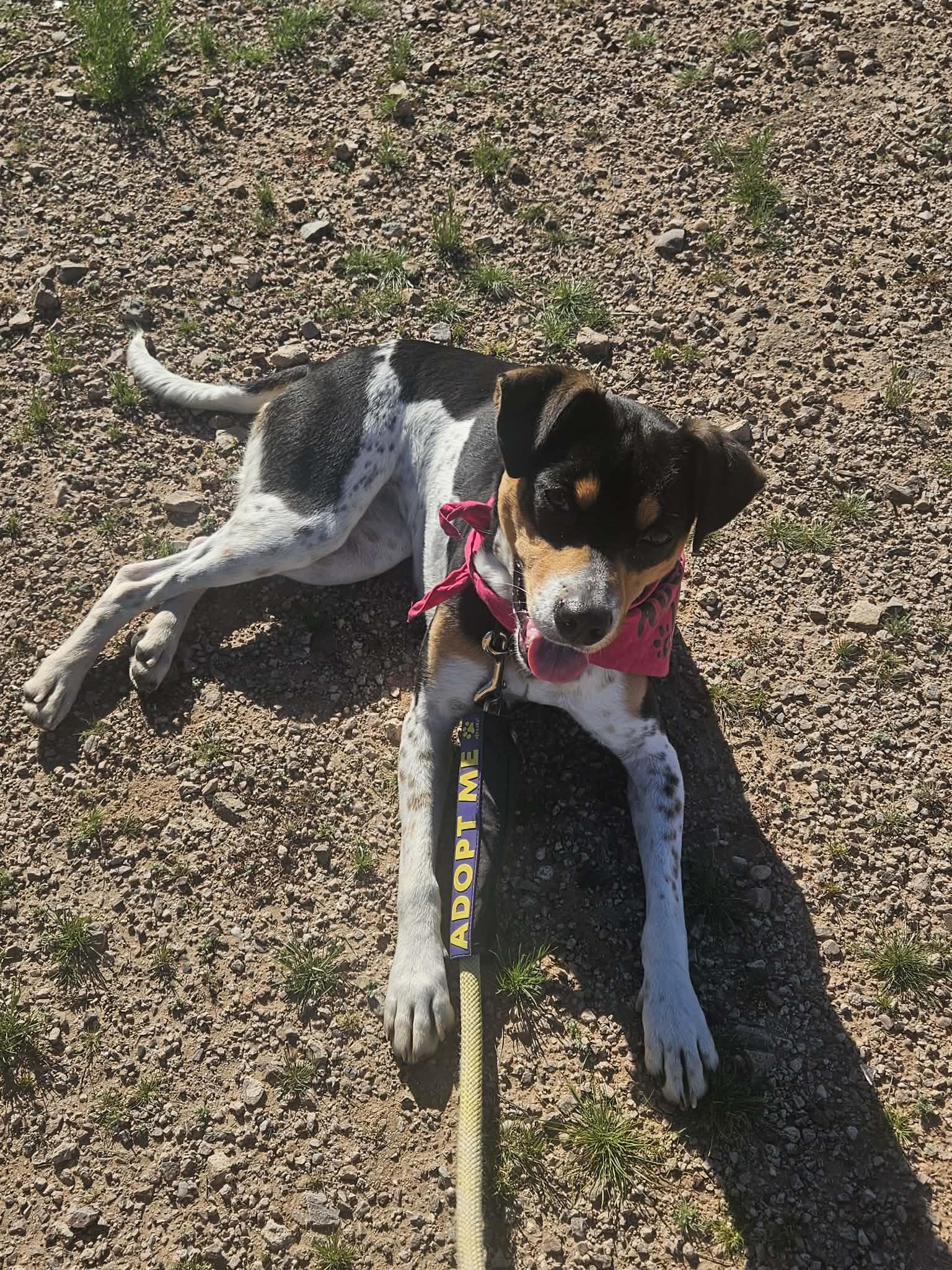 Enlarge Avery, a Adoptable Rat Terrier in Phoenix, AZ image 1/3