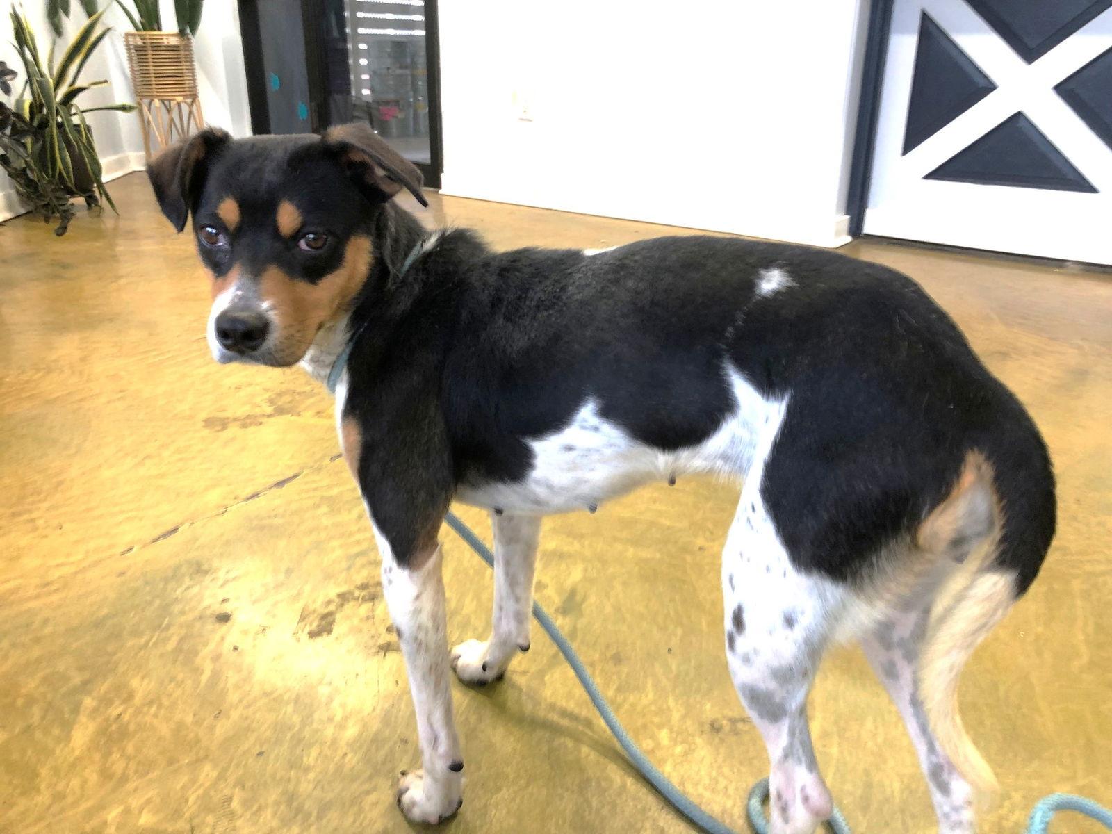Avery, Adoptable, Young Female Rat Terrier.
