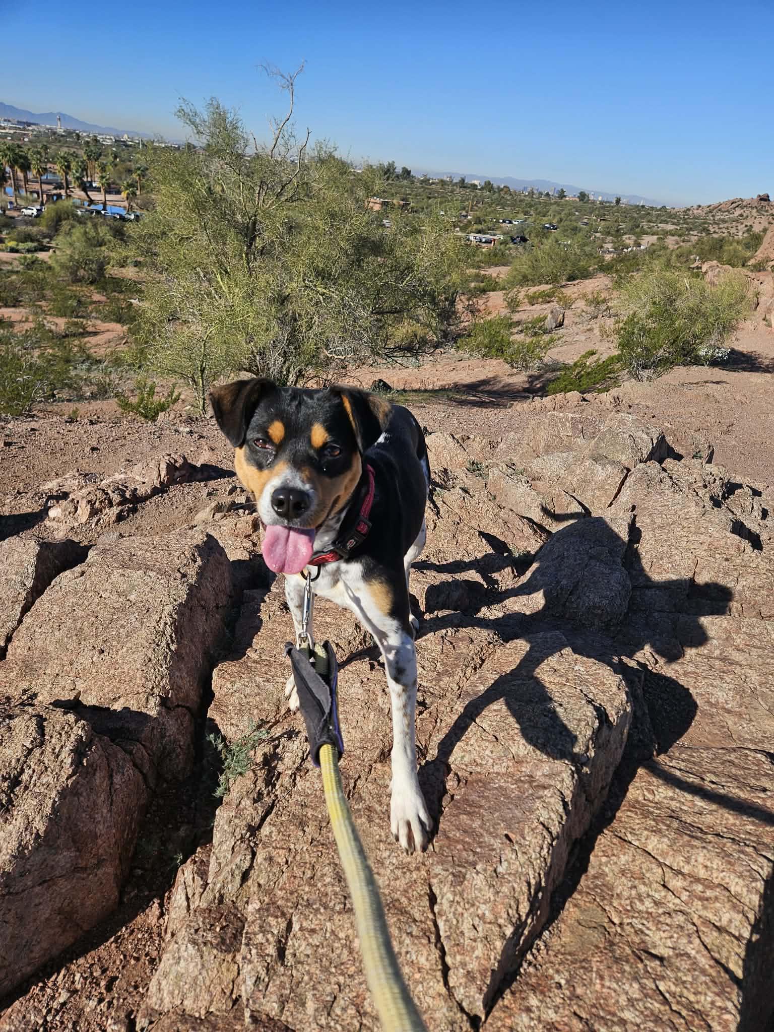 Enlarge Avery, a Adoptable Rat Terrier in Phoenix, AZ image 2/3