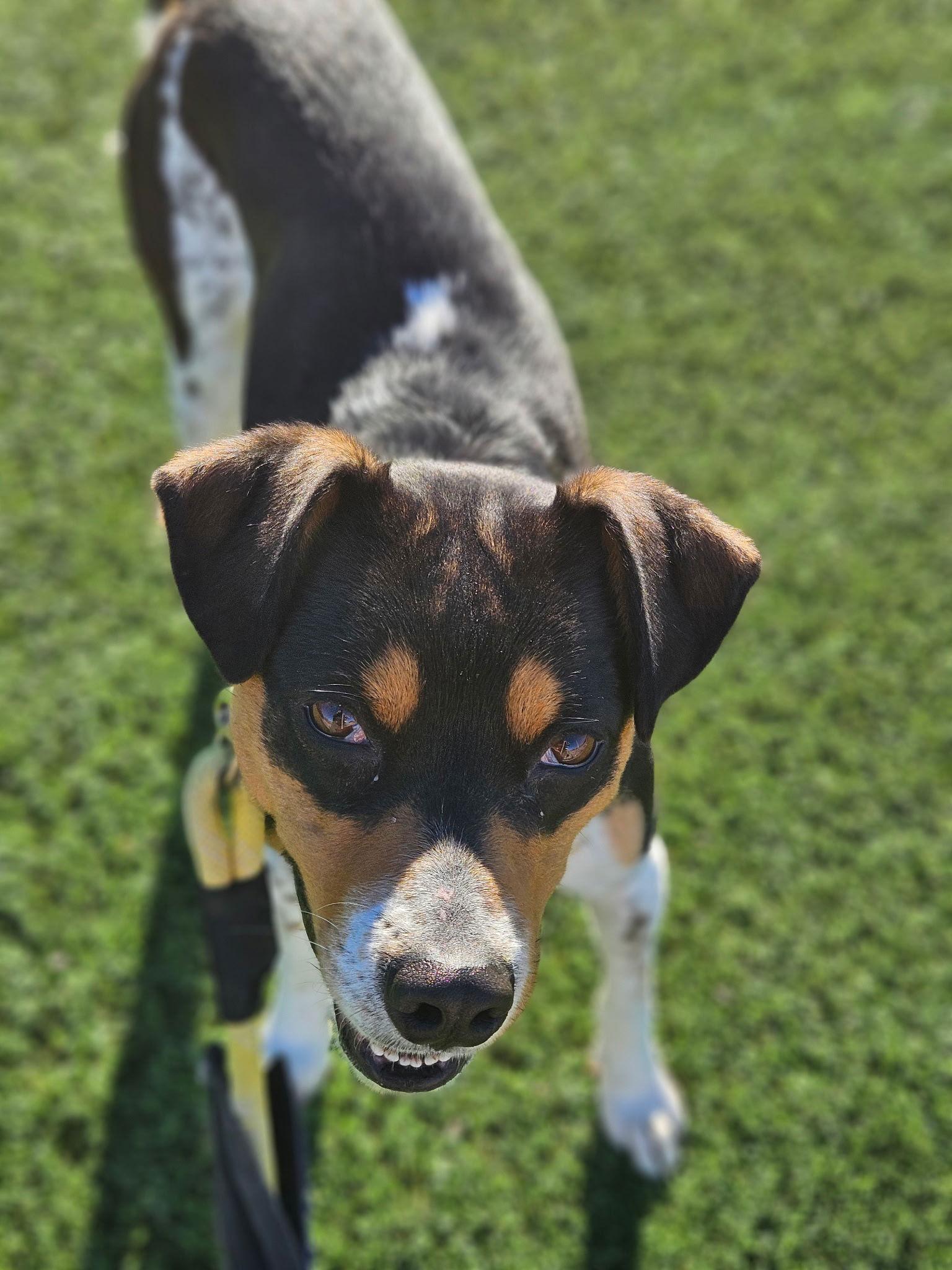 Enlarge Avery, a Adoptable Rat Terrier in Phoenix, AZ image 3/3