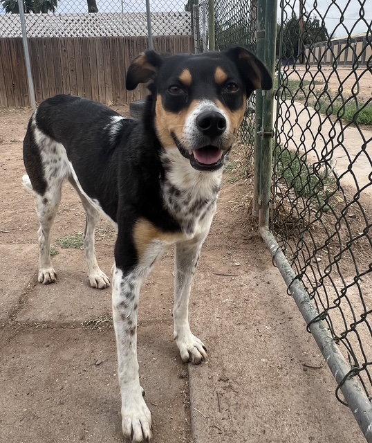 Enlarge Avery, a Adoptable mixed breed in Phoenix, AZ image 2/3