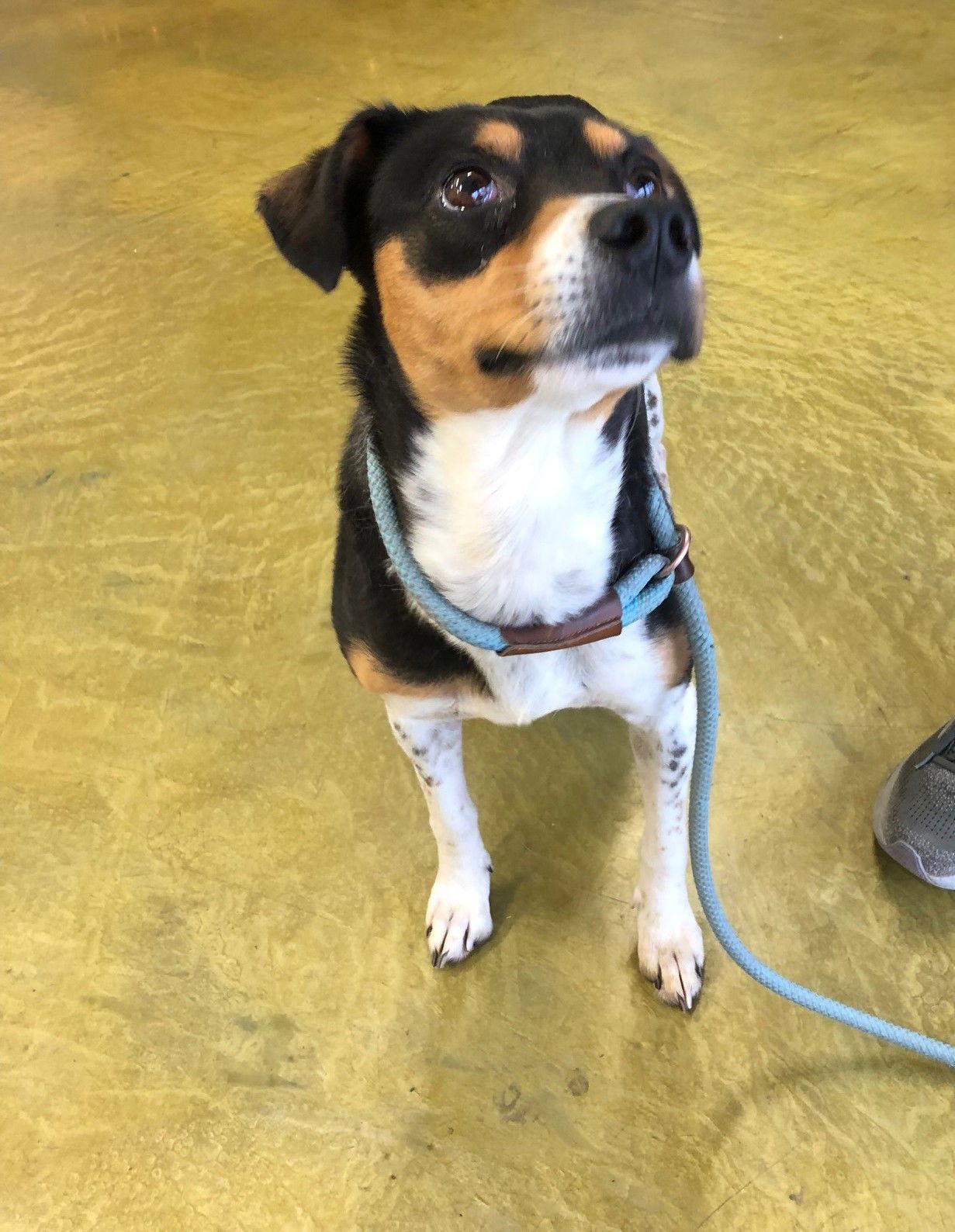 Enlarge Avery, a Adoptable Rat Terrier in Phoenix, AZ image 2/3