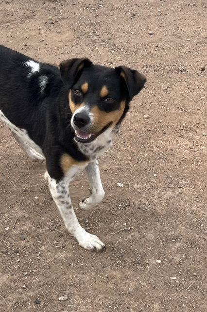 Enlarge Avery, a Adoptable mixed breed in Phoenix, AZ image 3/3