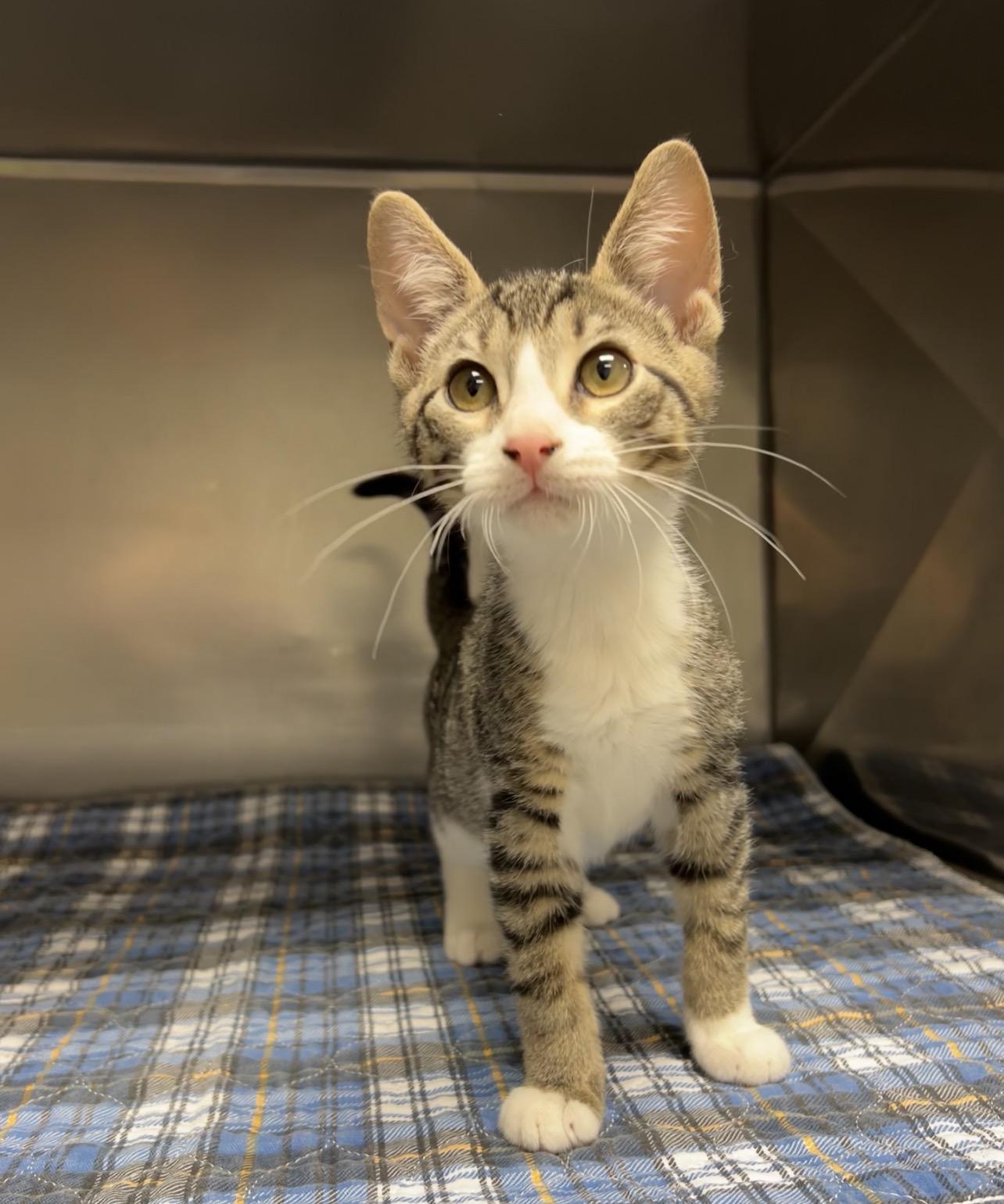 Trowel, Adoptable, Kitten Male Domestic Short Hair.