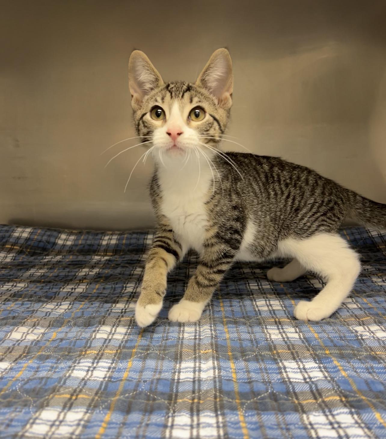 Trowel, a Adoptable Domestic Short Hair in Montville, NJ image 2/3