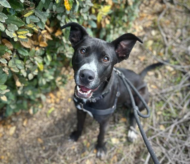 Enlarge NIKO, a Adoptable mixed breed in Santa Rosa, CA image 1/1