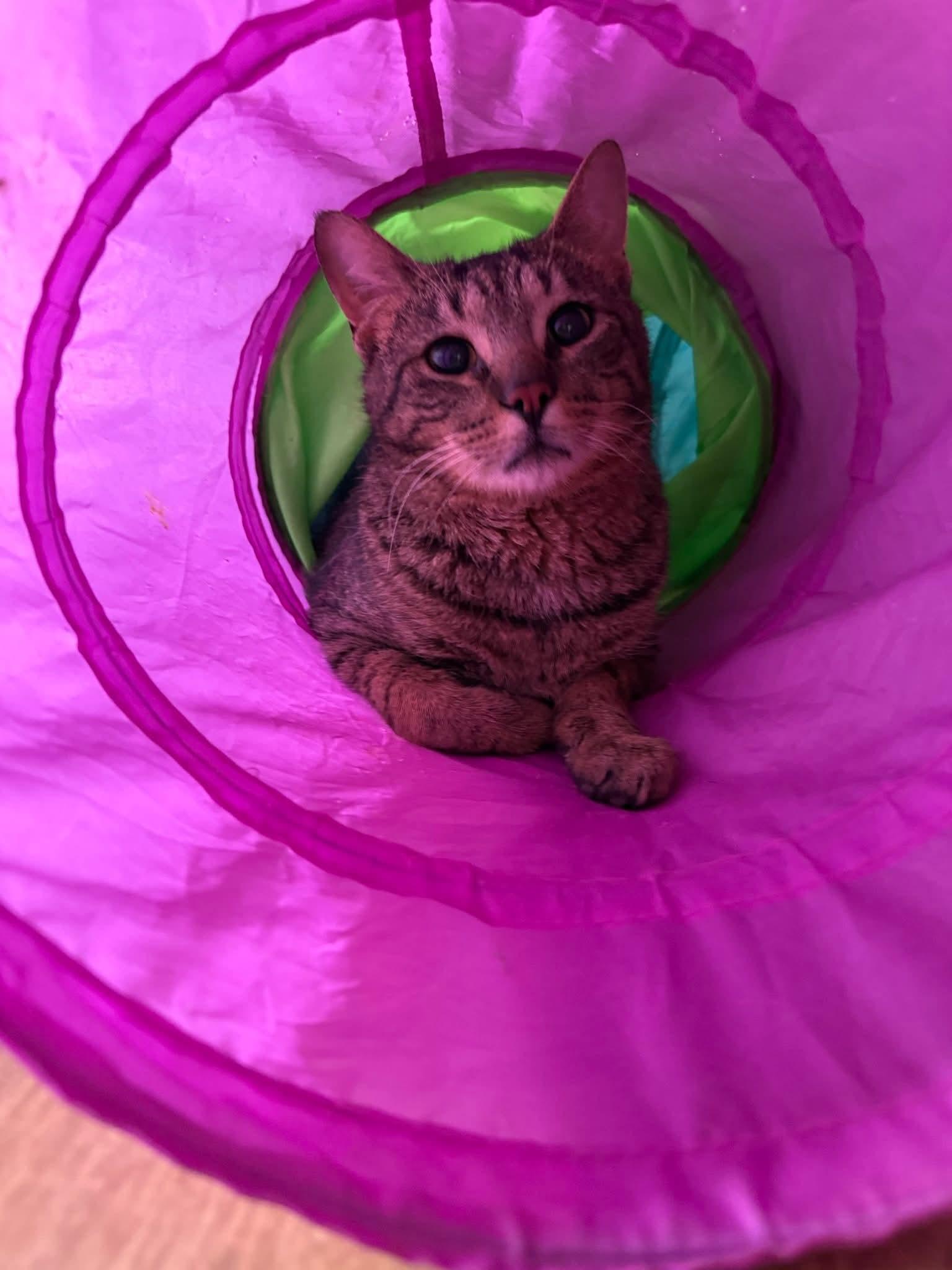 Briggs, ADOPTABLE, Adult Male Domestic Short Hair.