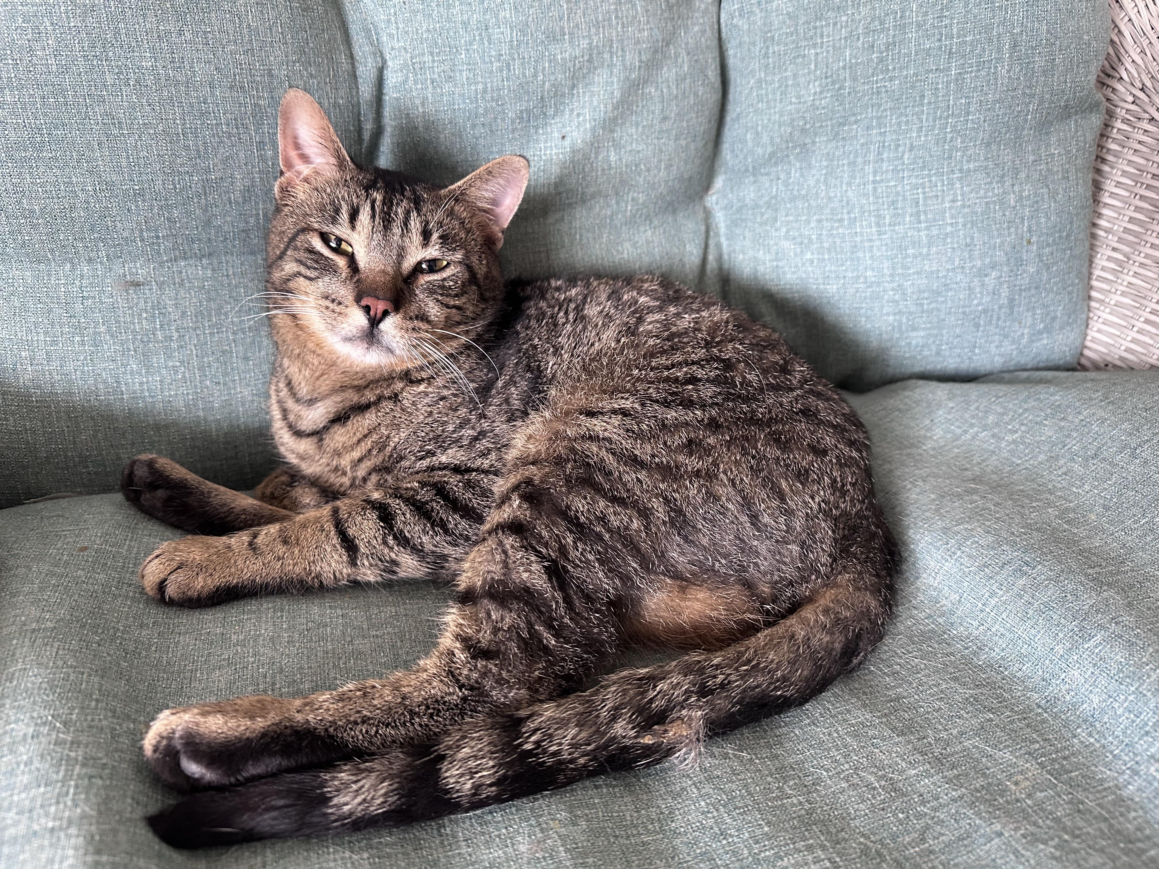 Enlarge Briggs, a ADOPTABLE Domestic Short Hair in Holland , MI image 2/2