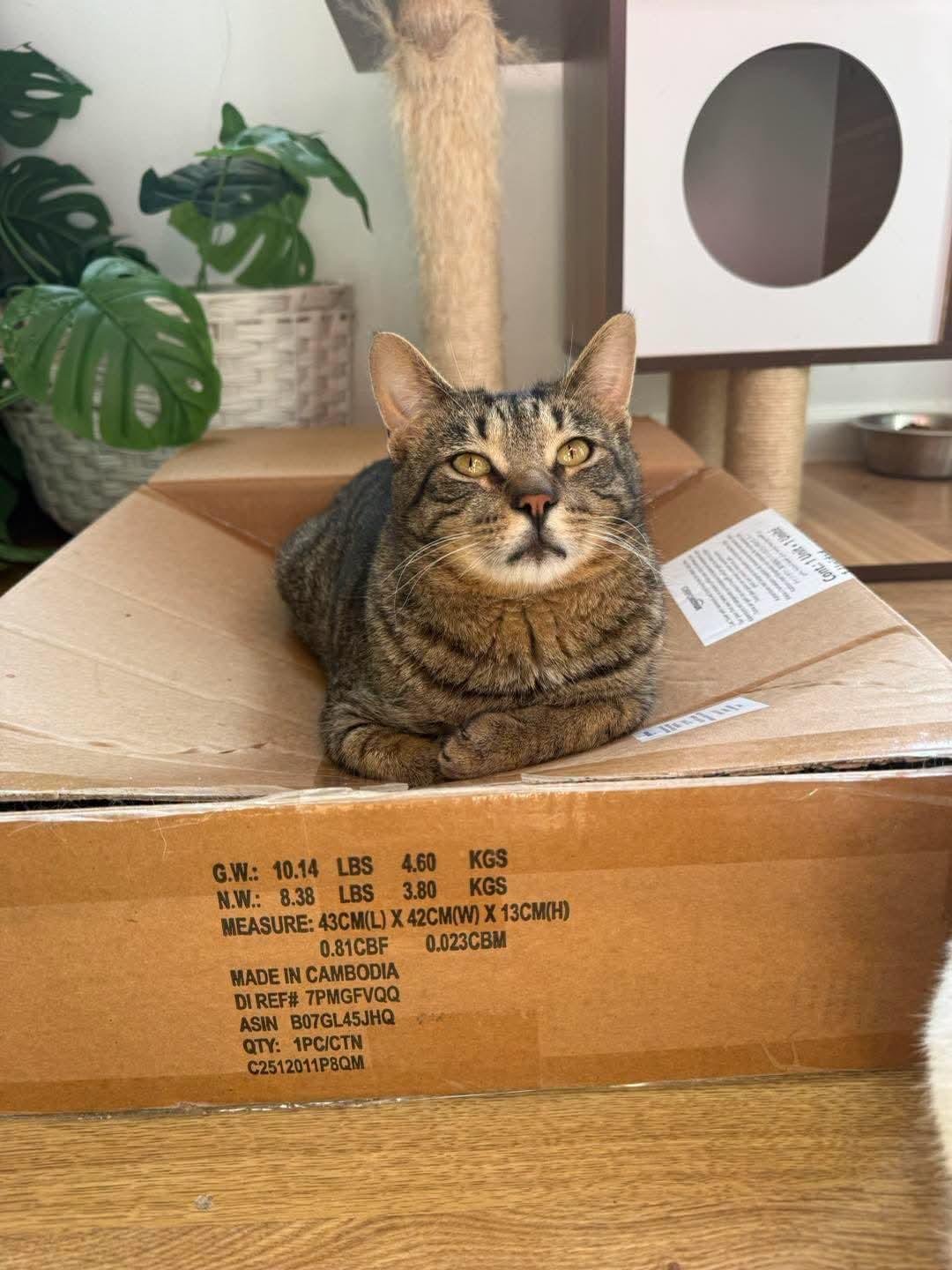 Enlarge Briggs, an adoption pending Domestic Short Hair in Holland , MI image 4/5