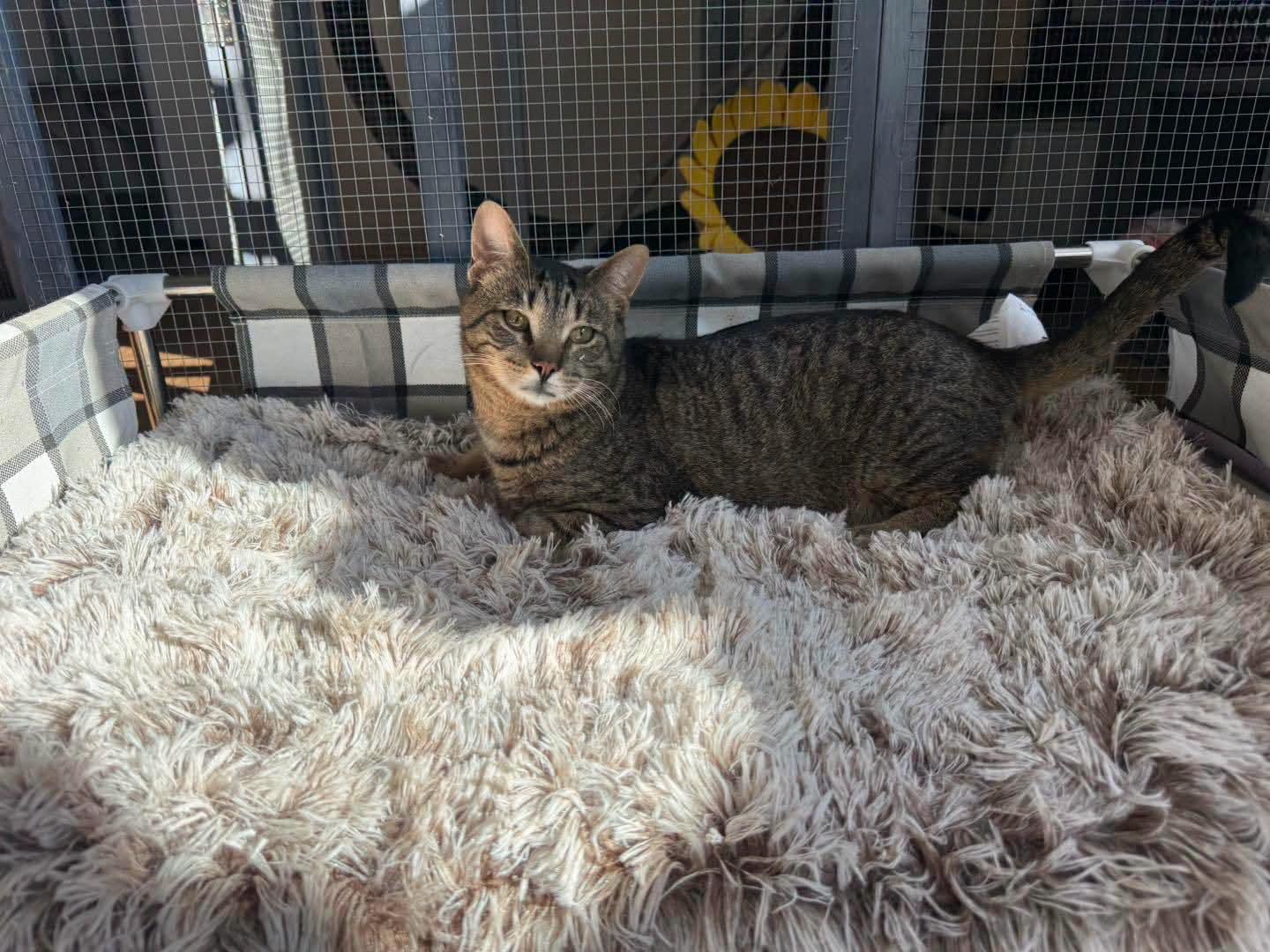 Enlarge Briggs, an adoption pending Domestic Short Hair in Holland , MI image 3/5
