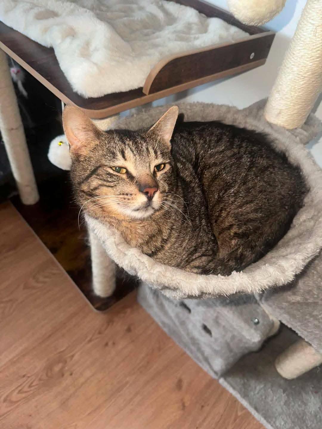 Enlarge Briggs, an adoption pending Domestic Short Hair in Holland , MI image 5/5