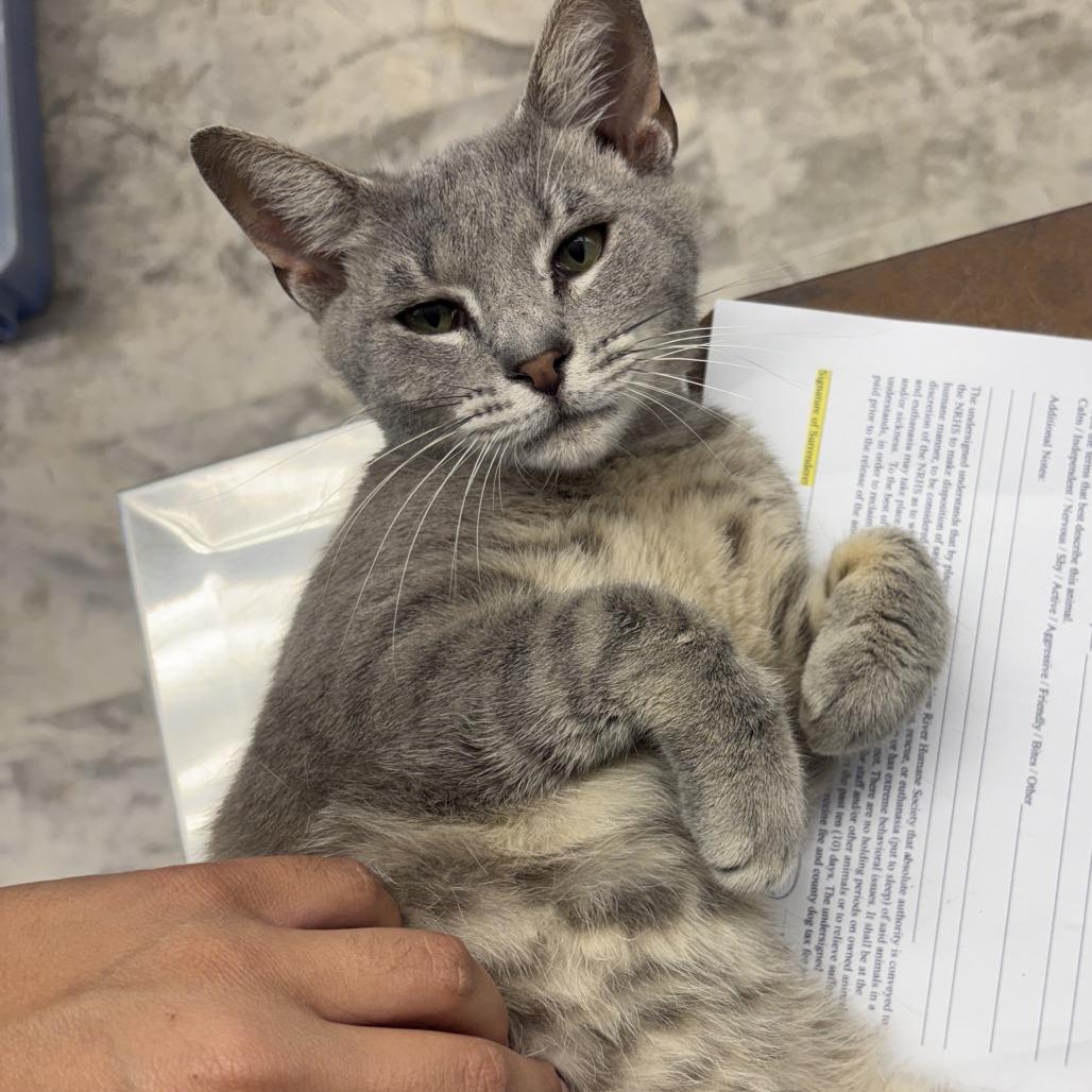Clyde, Adoptable, Young Male Domestic Short Hair.