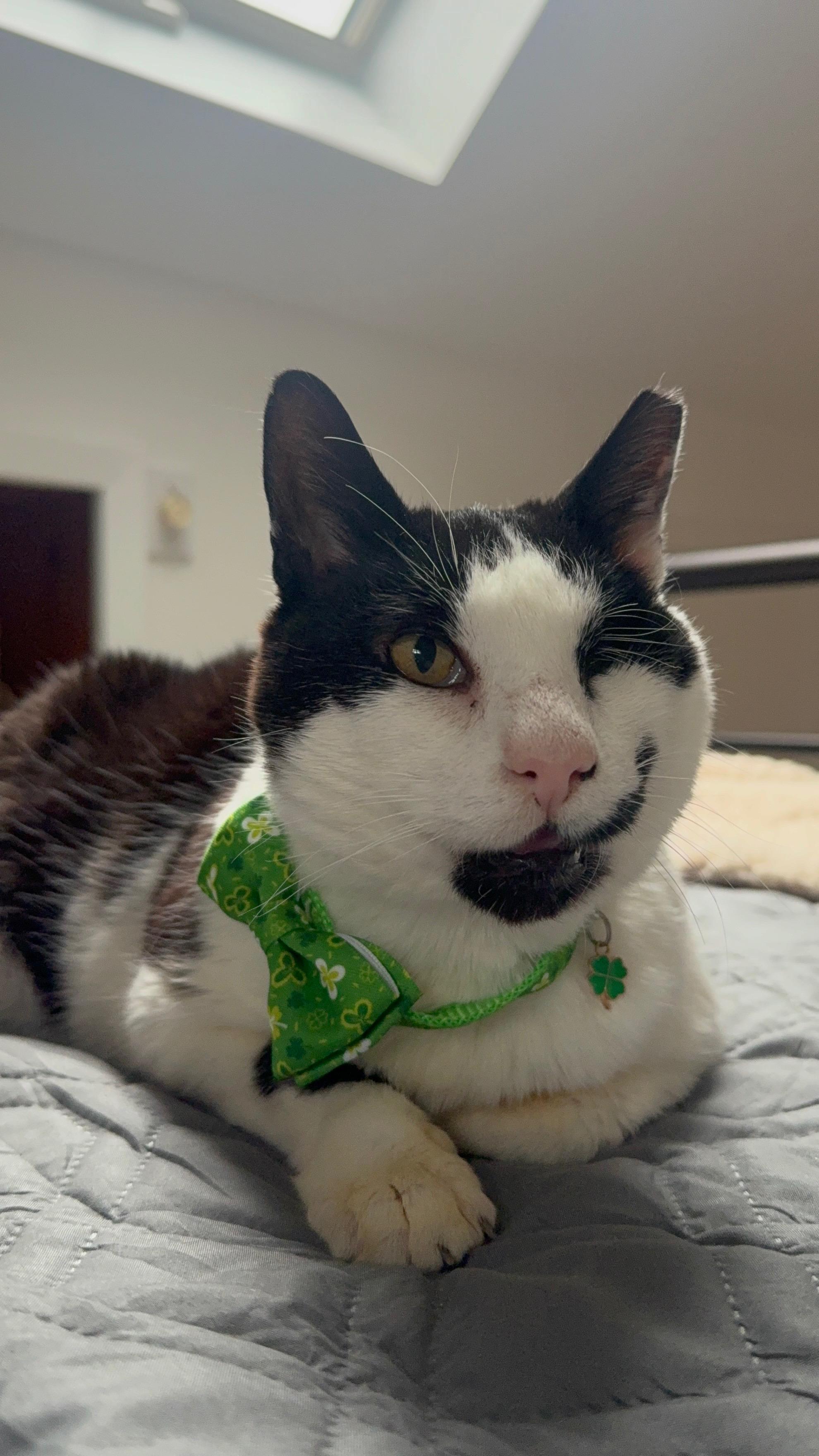 Westly, an adopted Domestic Short Hair in East Northport, NY image 1/2