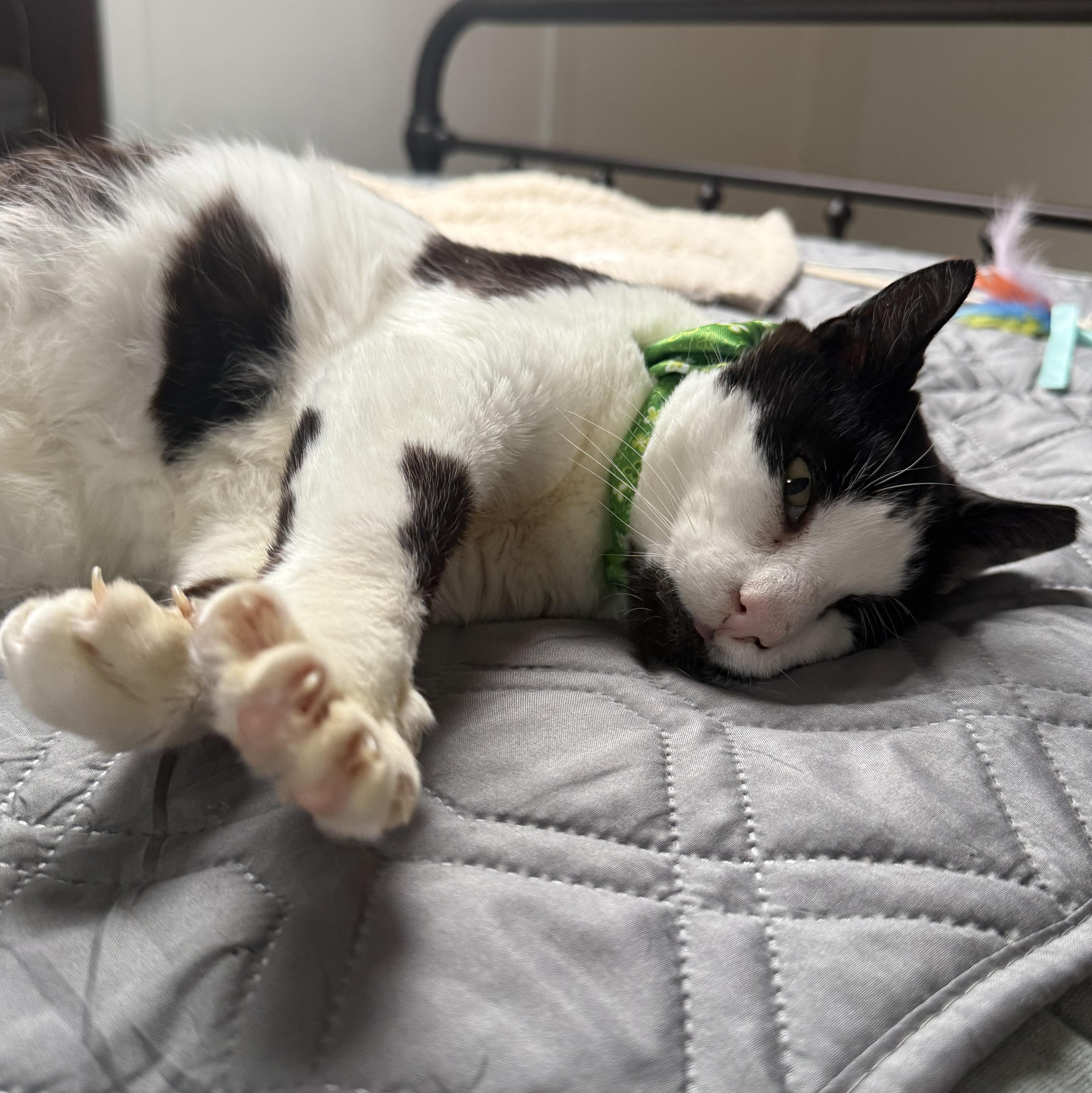 Westly, an adopted Domestic Short Hair in East Northport, NY image 2/2