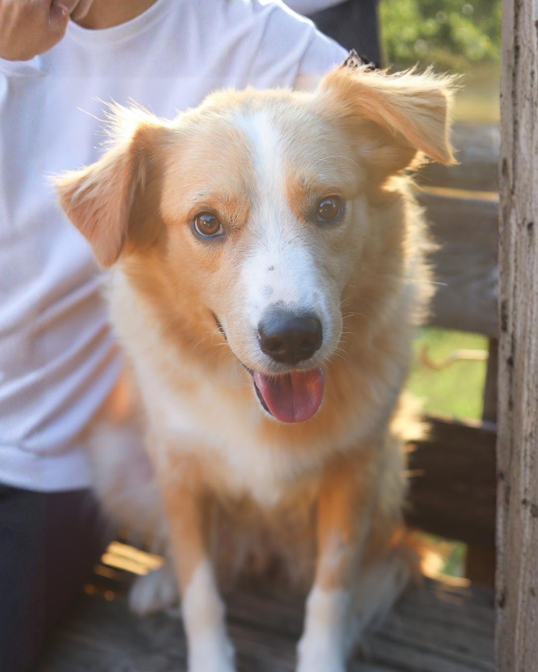 Tanner, Adoptable, Young Male Australian Shepherd.