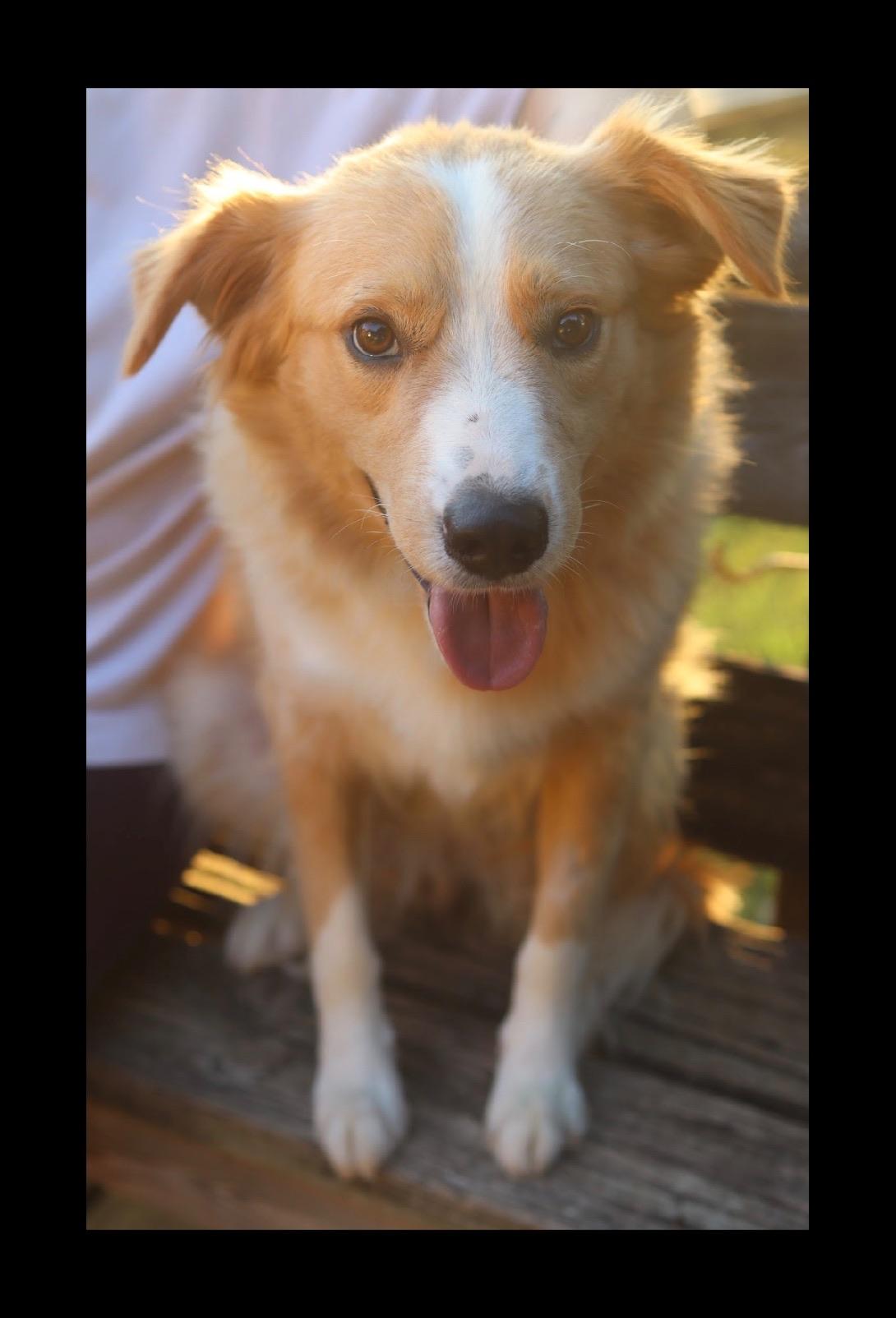 Enlarge Tanner, a Adoptable mixed breed in Franklin, TN image 3/6