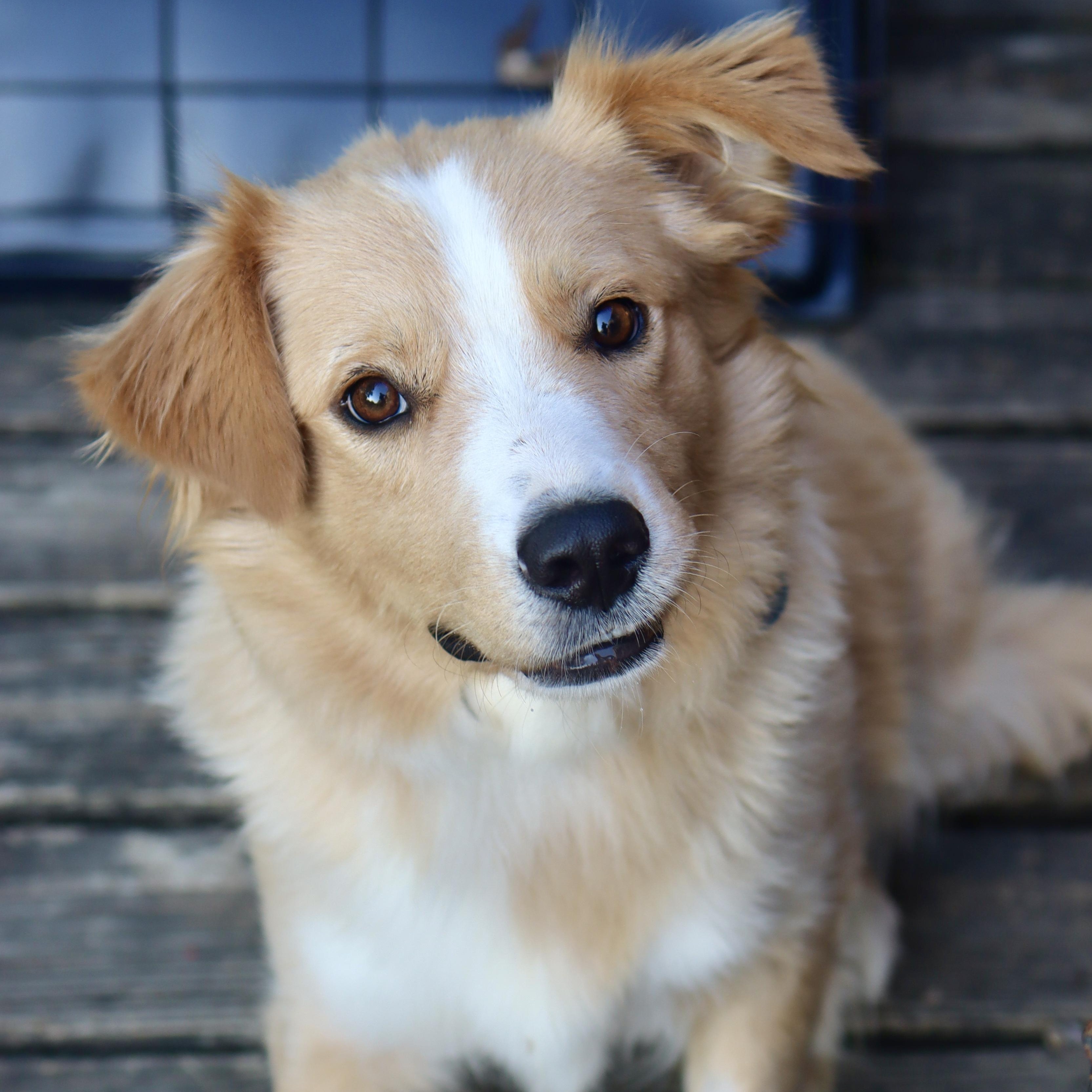 Enlarge Tanner, a Adoptable mixed breed in Franklin, TN image 2/6
