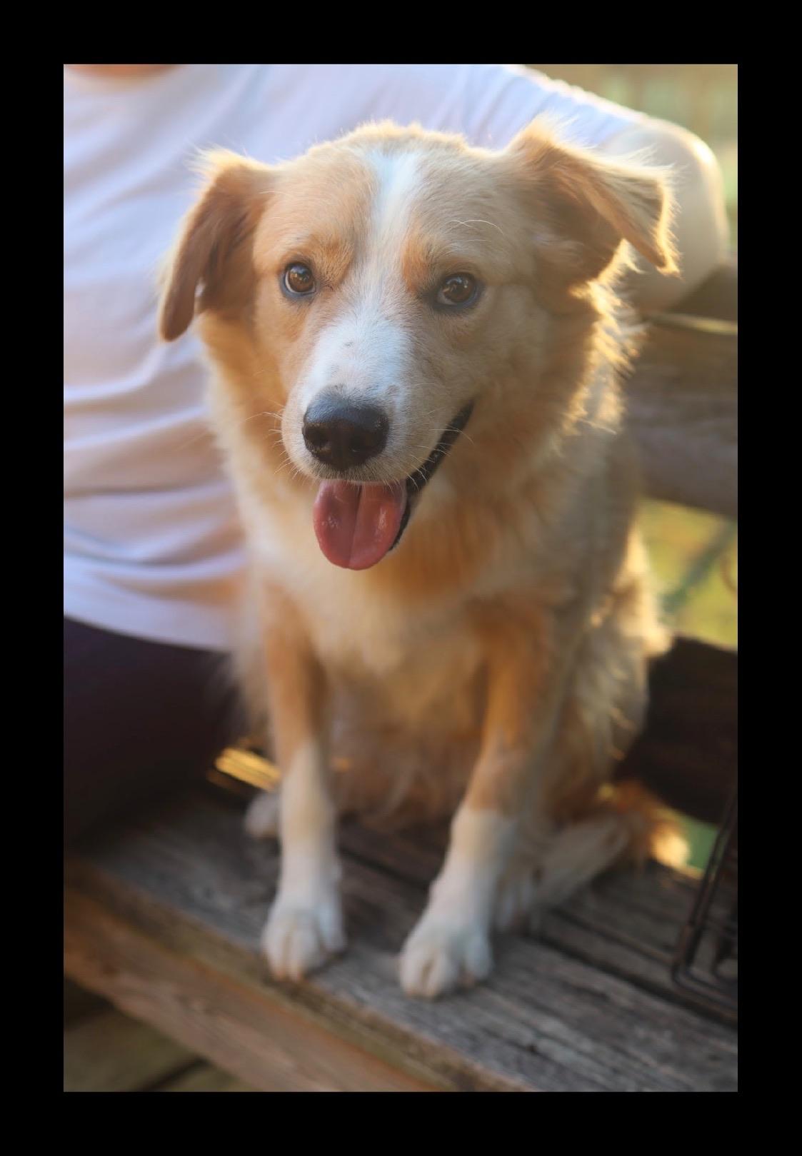 Enlarge Tanner, a Adoptable mixed breed in Franklin, TN image 5/6
