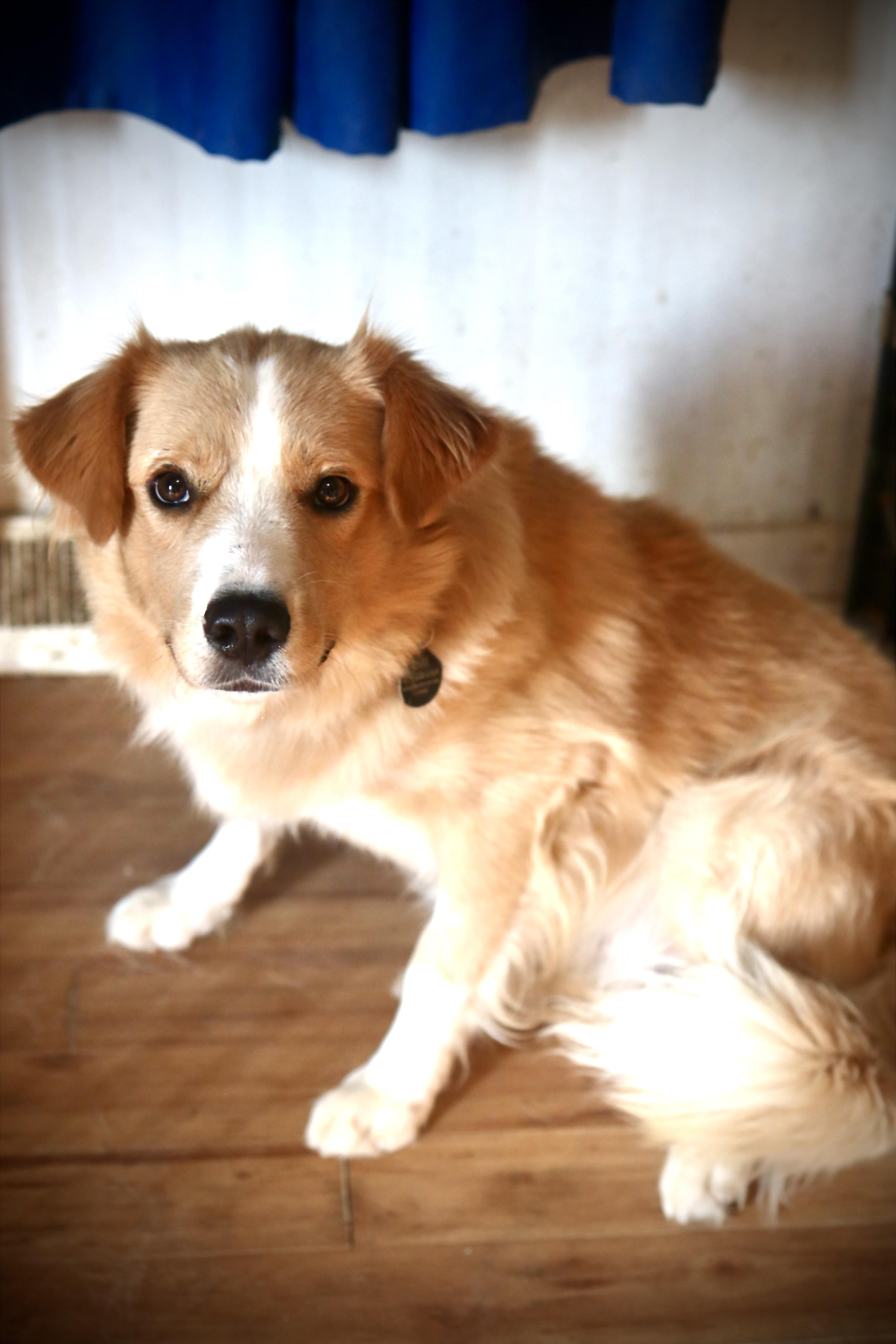 Enlarge Tanner, a Adoptable mixed breed in Franklin, TN image 4/6
