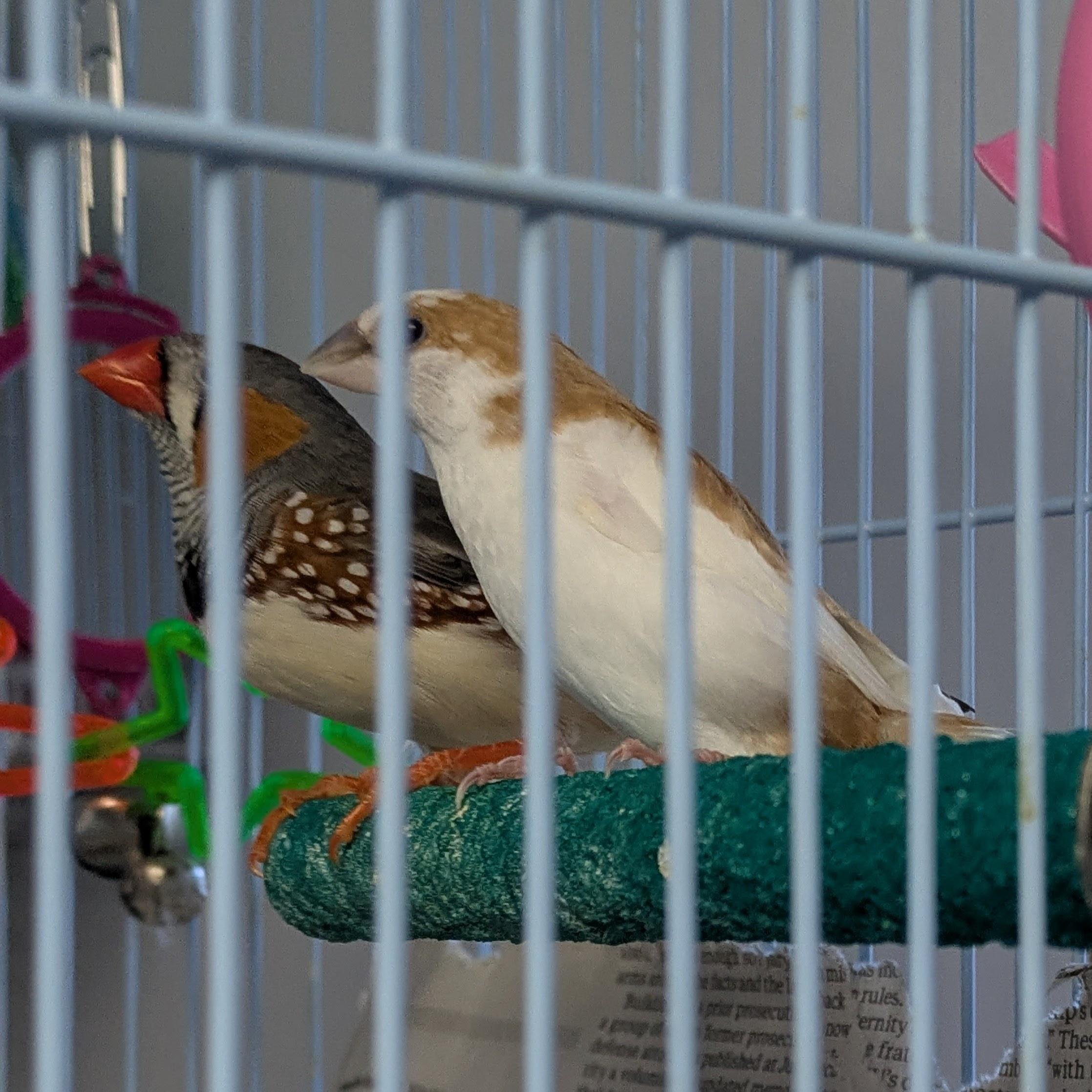 Pip, adopted, Adult Unknown Finch.