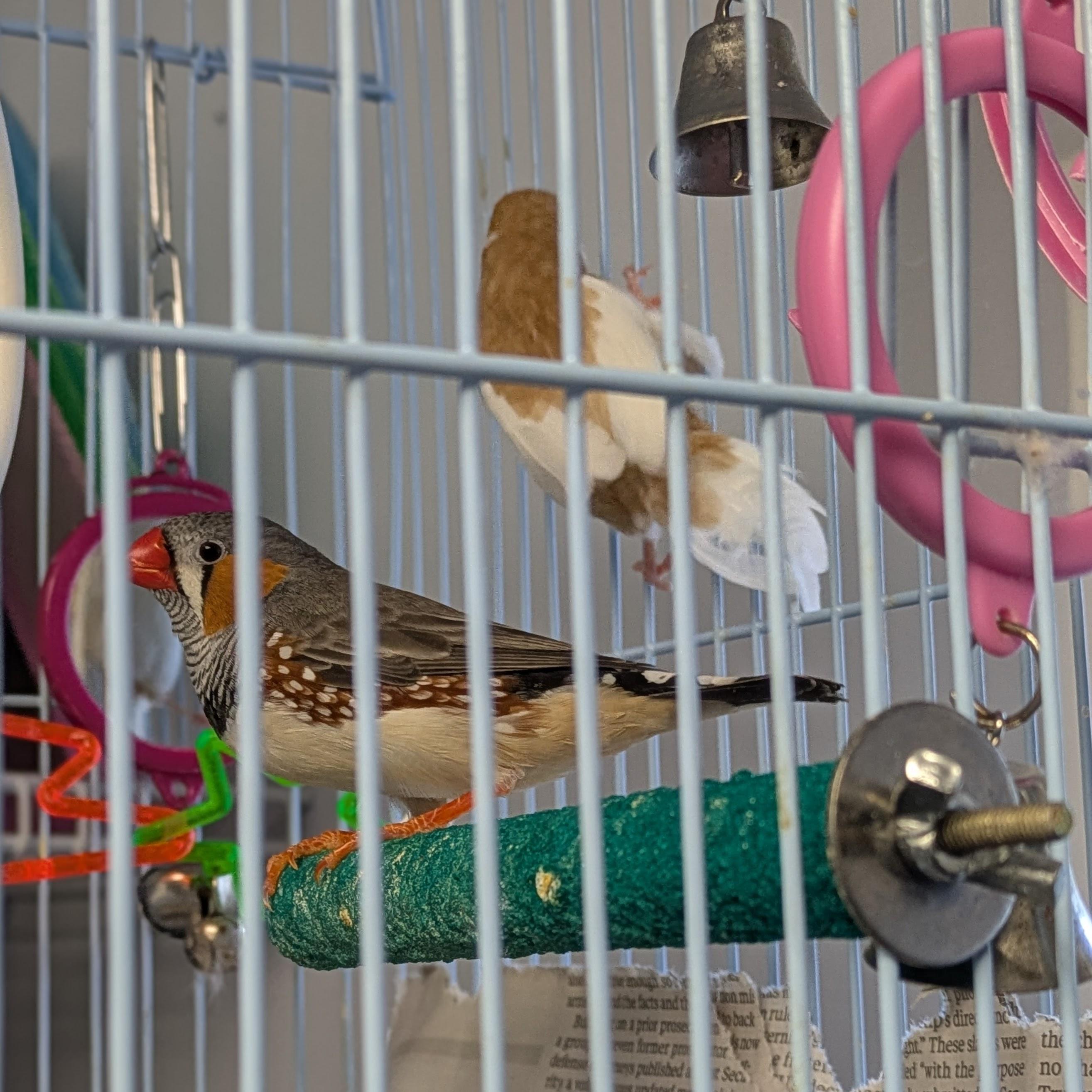 Enlarge Pip, an adopted Finch in Syracuse, NY image 2/2
