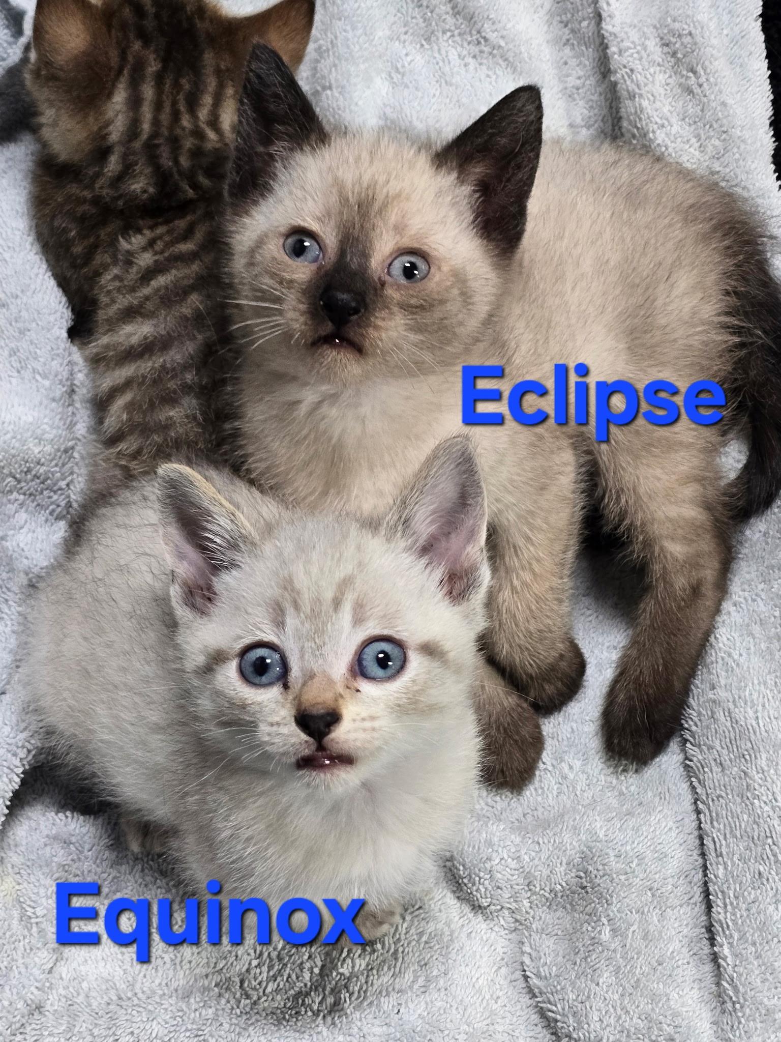 Enlarge Equinox and Eclipse, a Adopted mixed breed in Calais, ME image 1/1