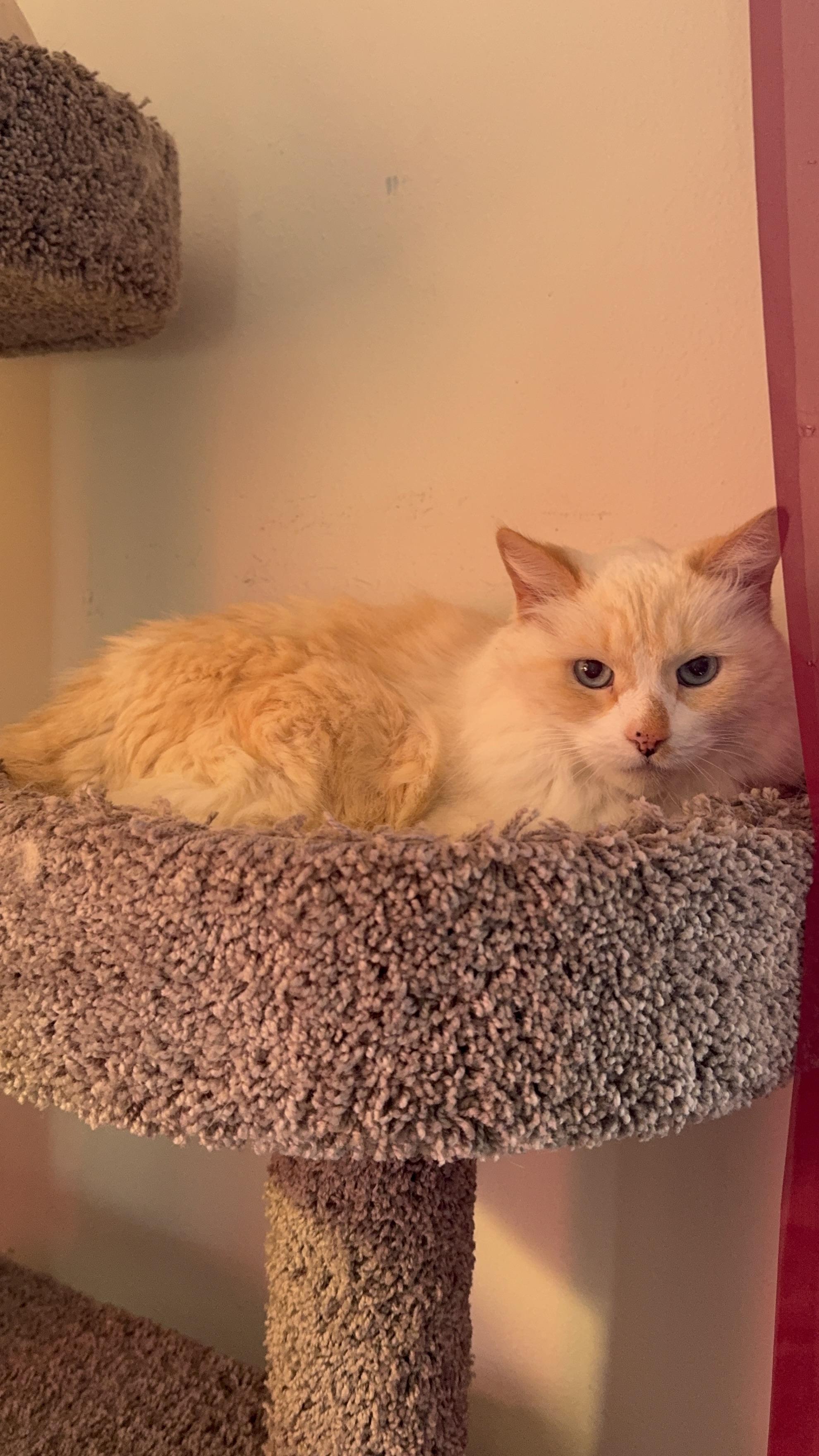 Enlarge Cotton, a Adoptable Siamese in largo, FL image 3/3