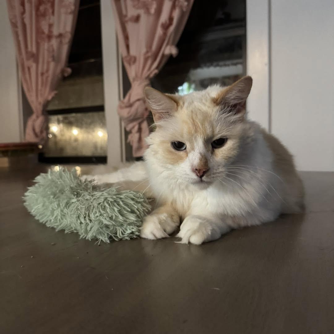 Cotton, Adoptable, Senior Male Siamese.