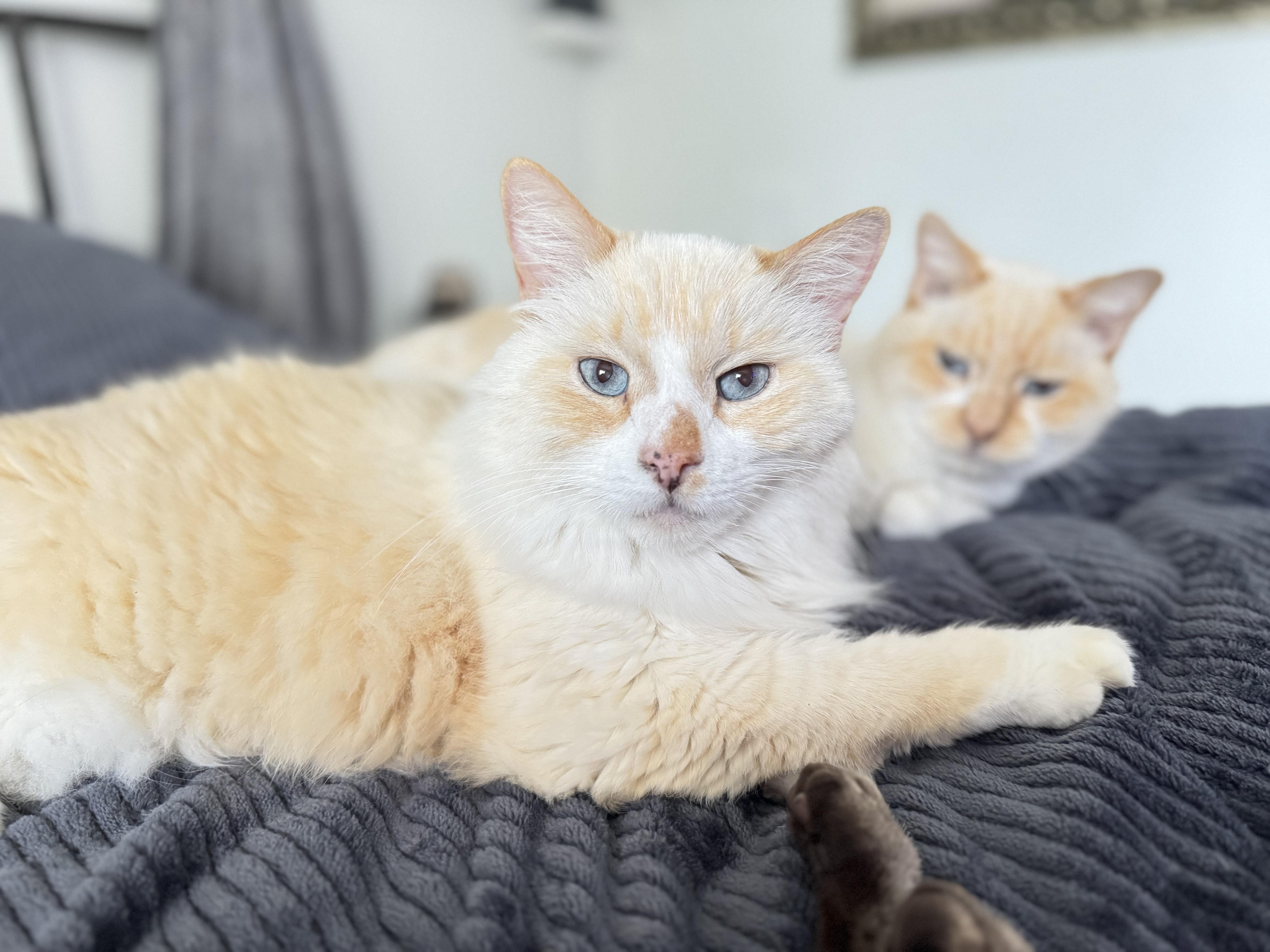 Enlarge Cotton, a Adoptable Siamese in largo, FL image 1/3