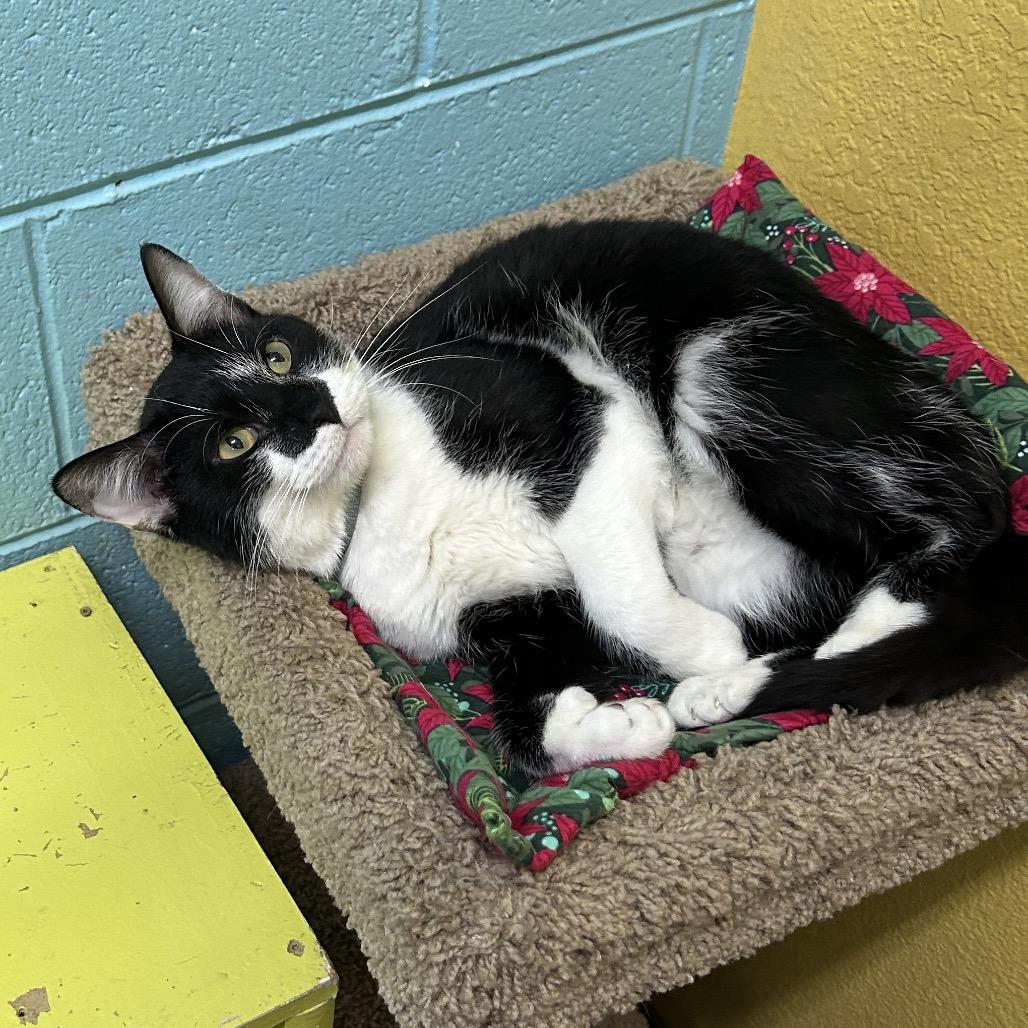Tux, a Adoptable Domestic Short Hair in Springfield, MO image 1/5