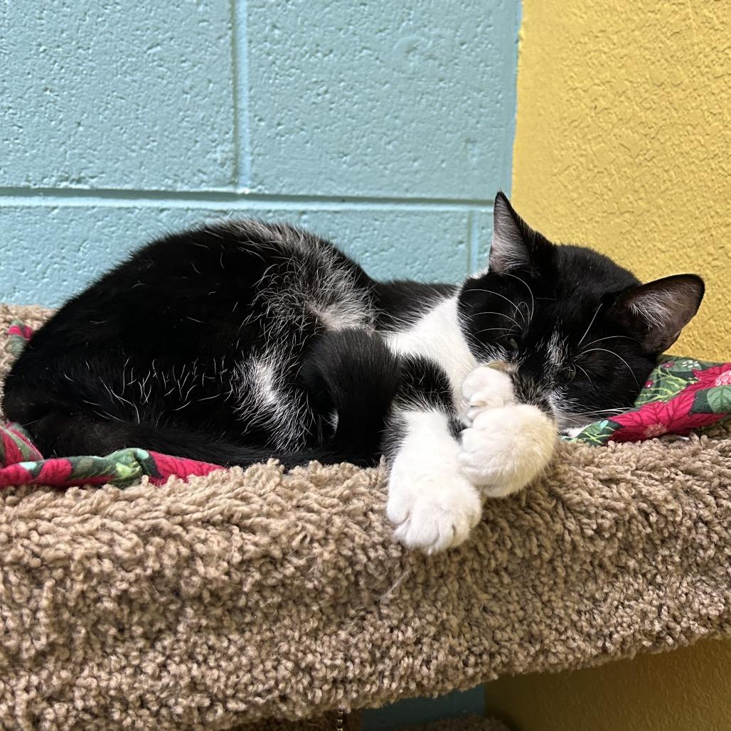 Tux, a Adoptable Domestic Short Hair in Springfield, MO image 2/5