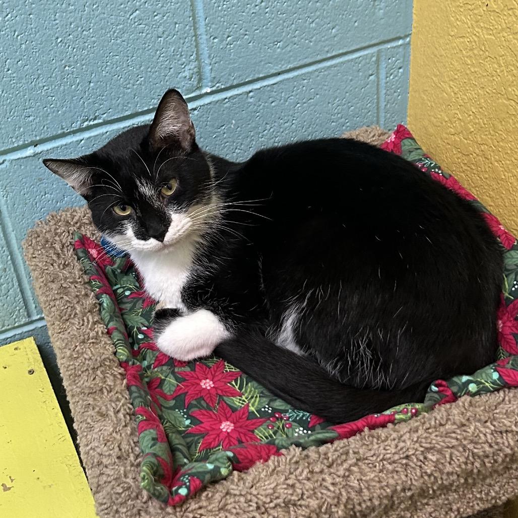 Tux, a Adoptable Domestic Short Hair in Springfield, MO image 3/5