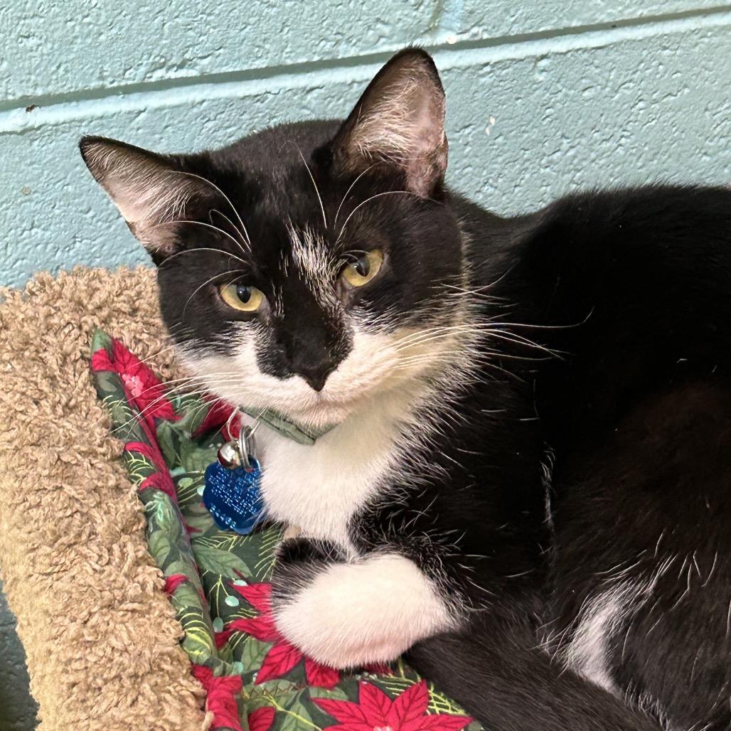 Tux, a Adoptable Domestic Short Hair in Springfield, MO image 4/5
