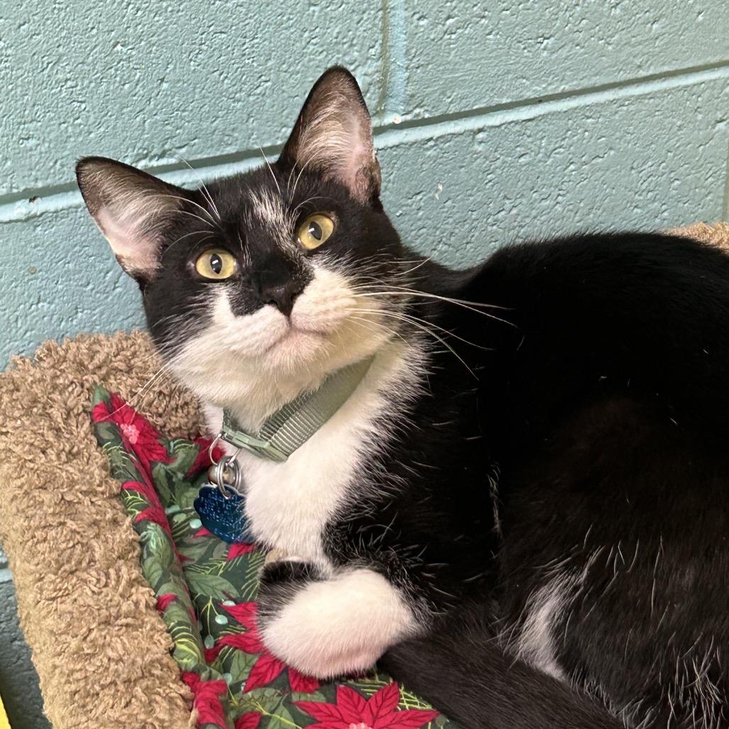 Tux, a Adoptable Domestic Short Hair in Springfield, MO image 5/5